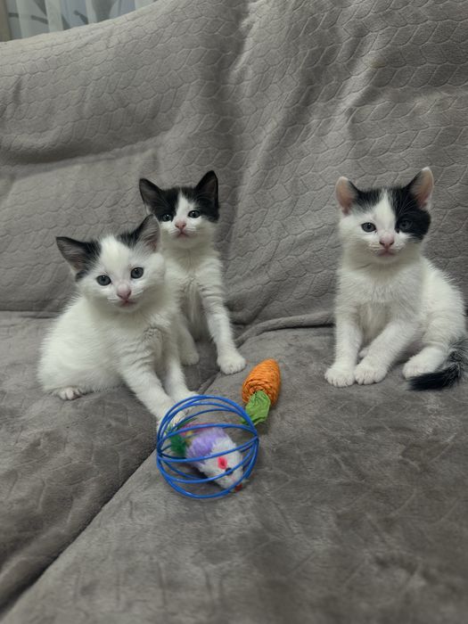 Віддамо котиків у добрі руки