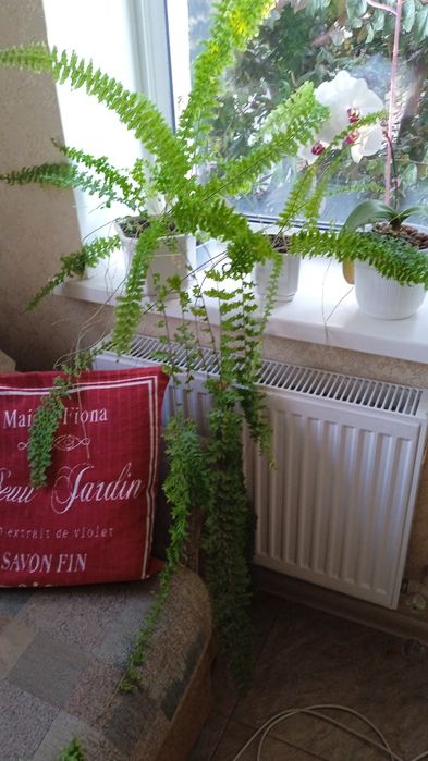 Венерин волос, папоротник