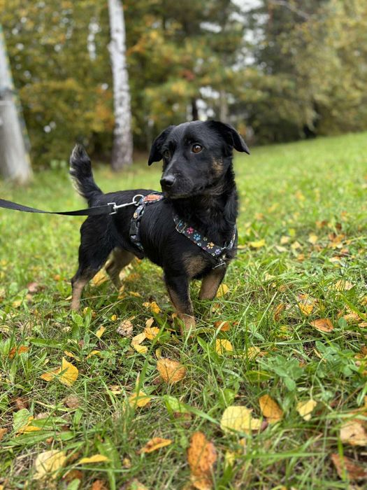 Piesek samiec do adopcji