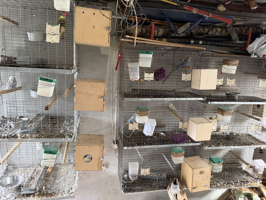 Casais de periquitos