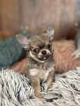 Chihuahua długowłosa chłopiec FCI