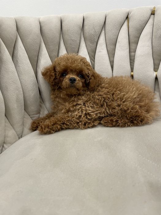 Pudel Toy dostępna sunia red malutka 85dkg.