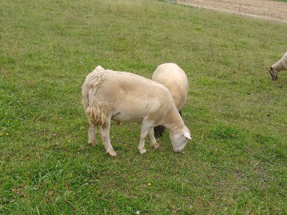 Sprzedam tryka nolana