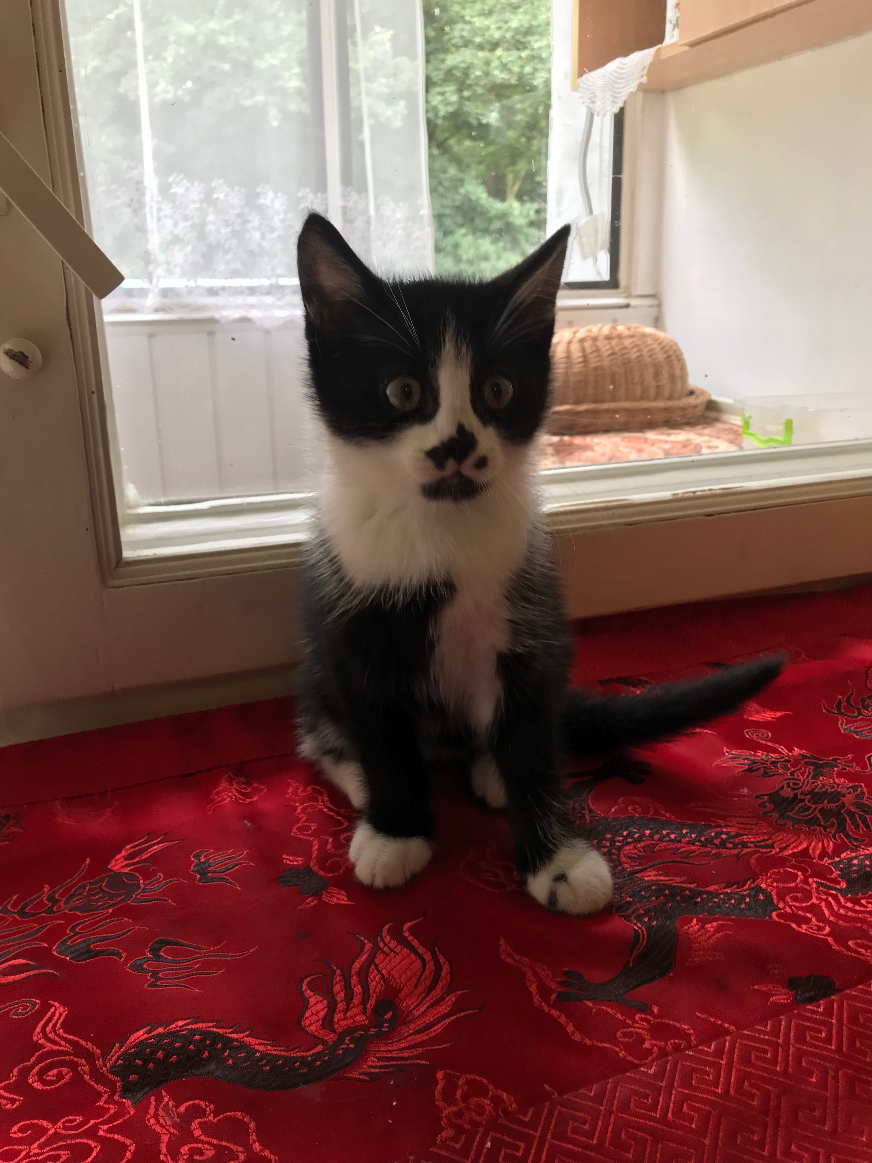 Котик у добрі руки