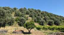 Terreno agrícola em Romeira, Santarém – 2,1 hectares