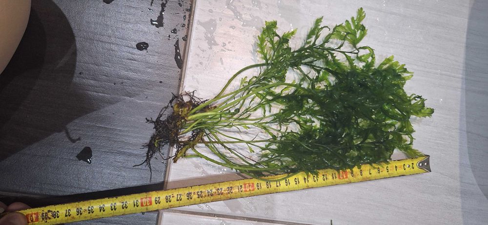 Paproć wodna - BOLBITIS COMPACTA  - rosliny do akwarium