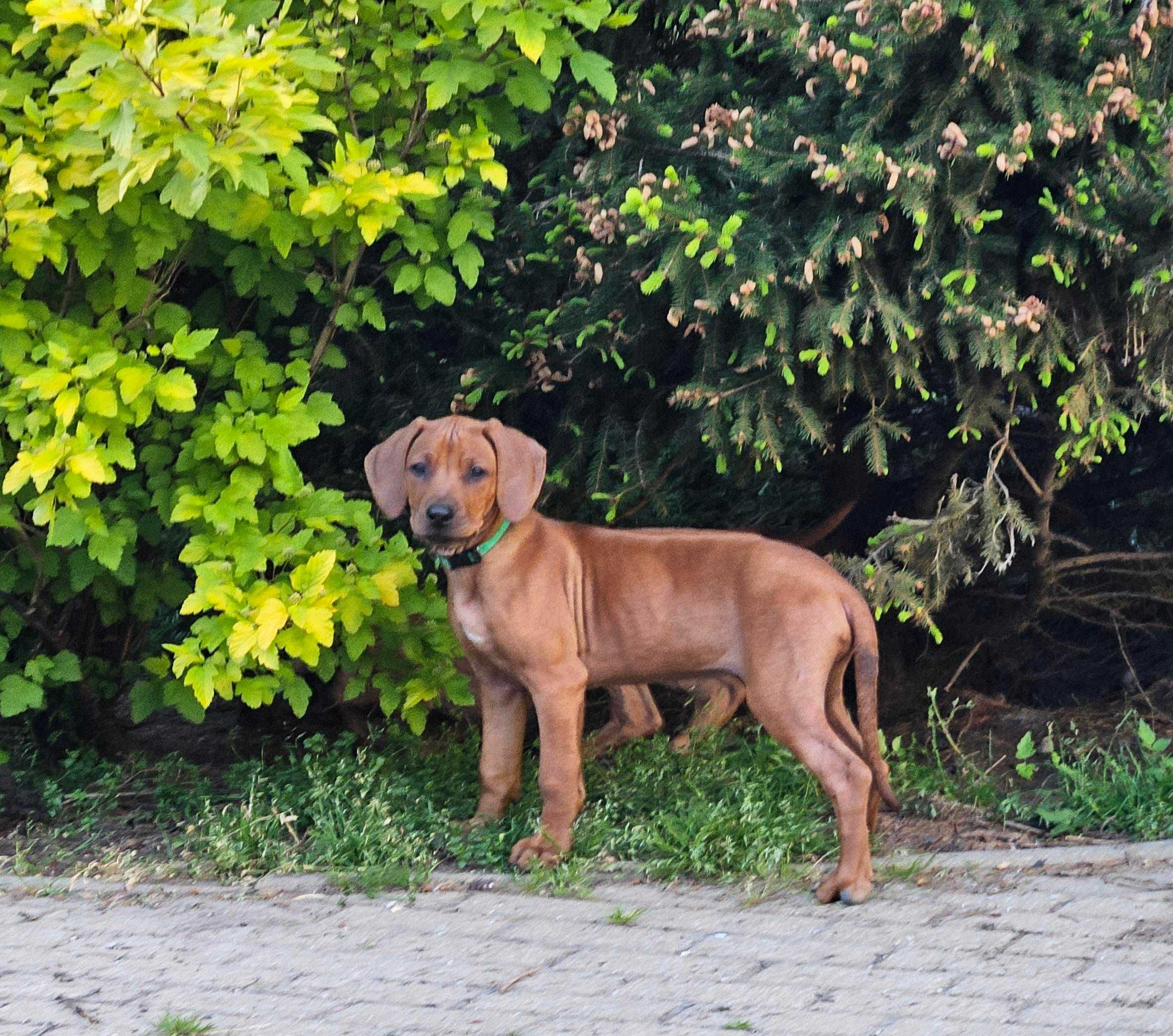 Rhodesian Ridgeback - suczka