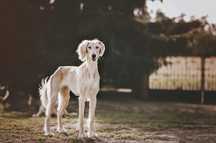 Chart perski saluki