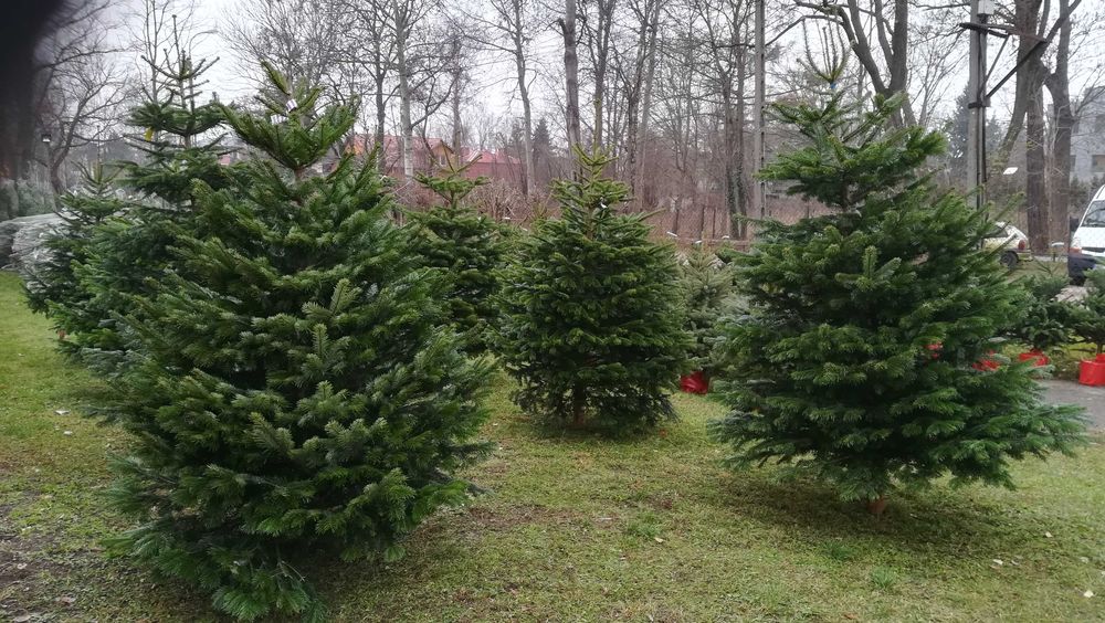 Jodła kaukaska Premium 250 cm Dostawa Warszawa choinkownia.waw.pl