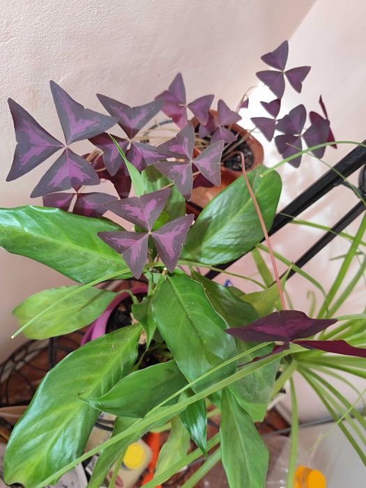 Комнатные растения цветы Юка педилантус дифенбахия фикус бегония