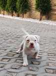 American bully suczka ABKC
