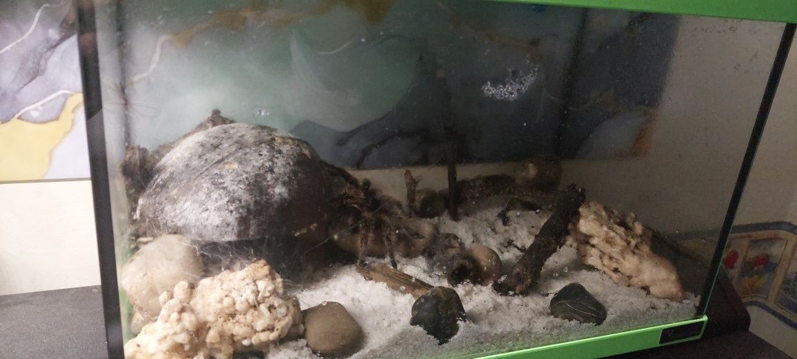 Vendo tarantula + aquário
