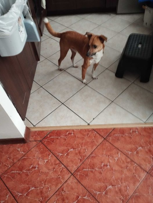 Oddam pieska 4 letniego. Wskazane podwórko . Lubi dużo biegać .