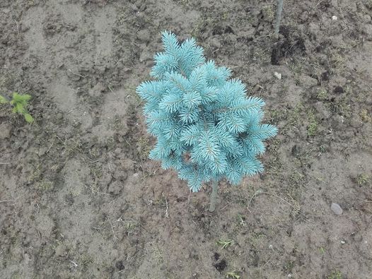 picea świerk srebrny glauca globosa