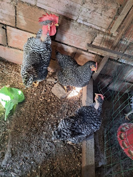 Galinhas com 2 e 3 anos.