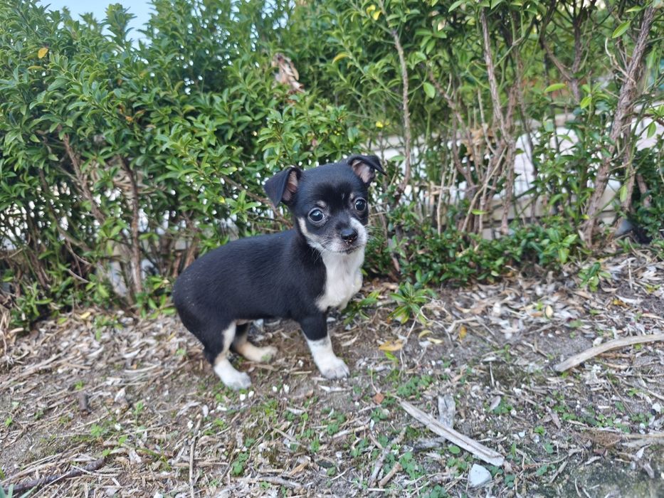 Chihuahua fêmea miniatura pelo curto disponível para entrega imediata