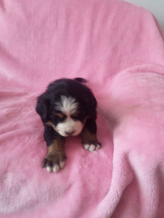 Berneński pies pasterski