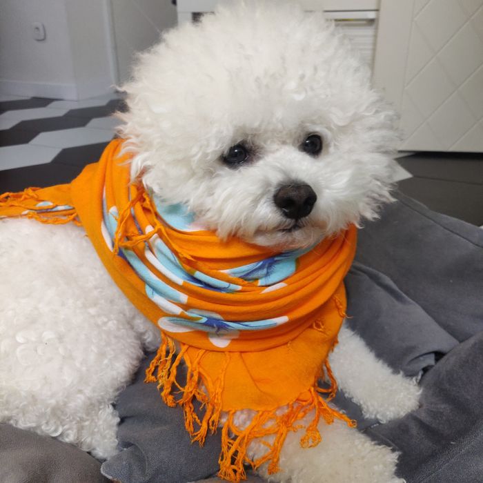 Бішон фрізе в'язка