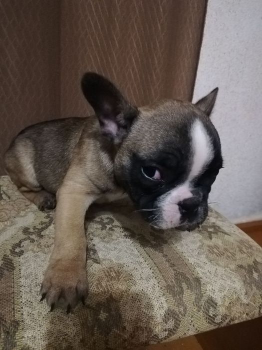 Французький бульдог