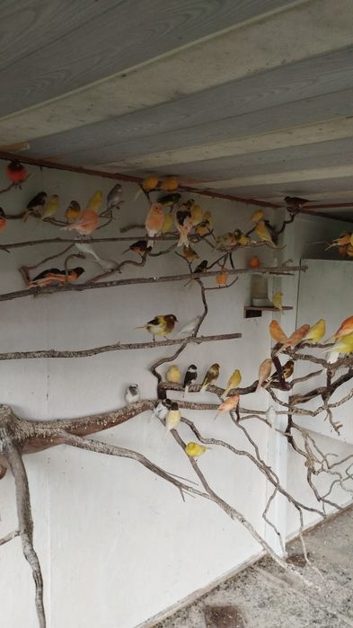 Sprzedam kanarki 80zł