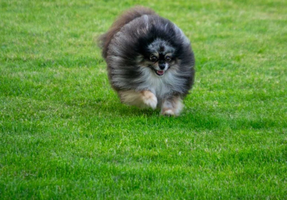 Pomeranian Szpic Miniaturowy dorosły reproduktor