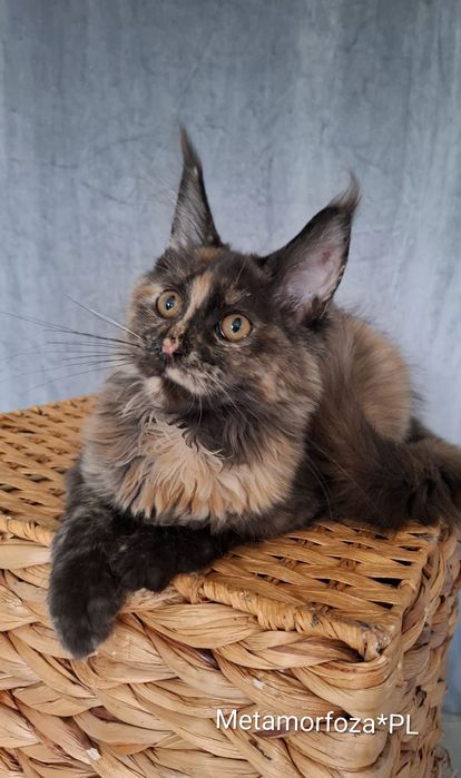 Kotka maine coon / ew. do hodowli