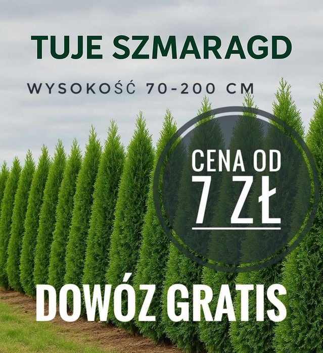 Tuje Szmaragd – 70-200 cm Darmowa dostawa + możliwość sadzenia