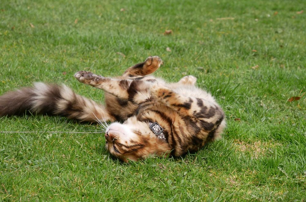 Jerry kocurek bengalski dlugowlosy