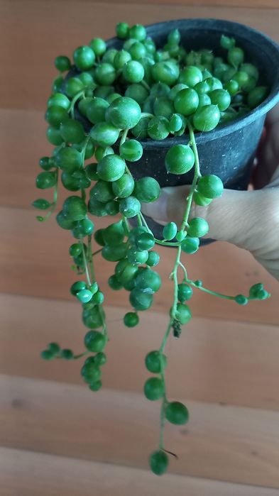 Хрестовик Роулі суккулент, очиток Моргана  алоє тигрове