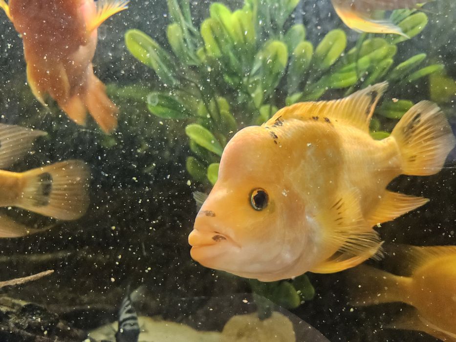 Sprzedam pielęgnice cytrynowe