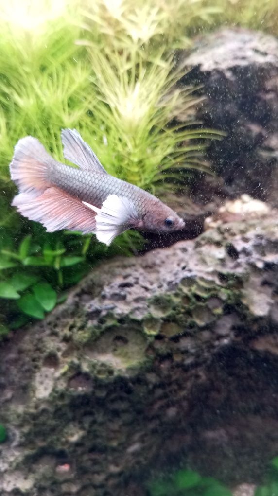 Vendo vários bettas splendens halfmoon plakat koi Galaxy candy Nemo