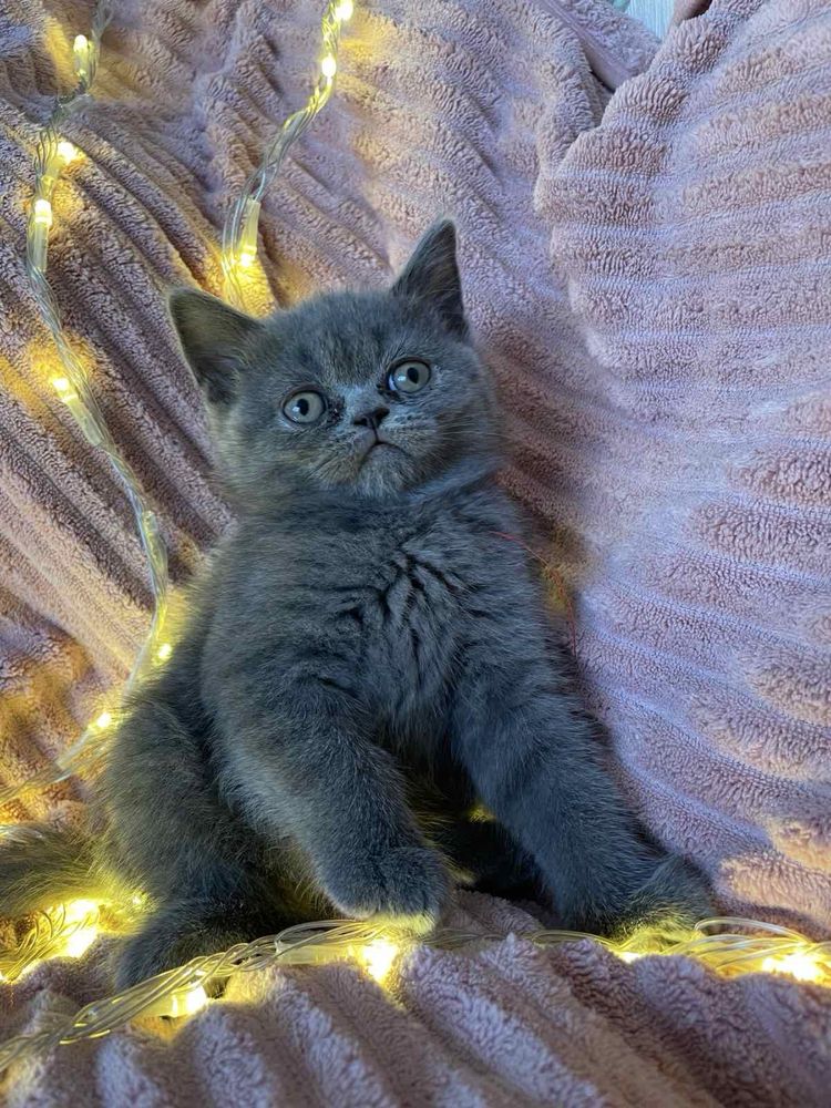 шотландські кошенята,кошенята,коти