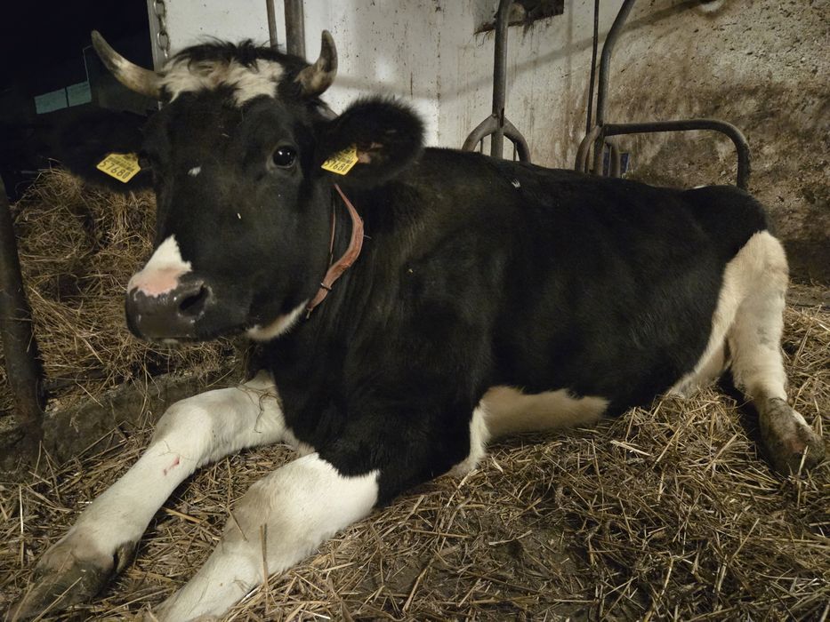 Jałówka Wysokocielna