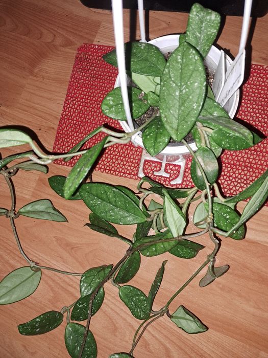 Хойя wibur Grawes.