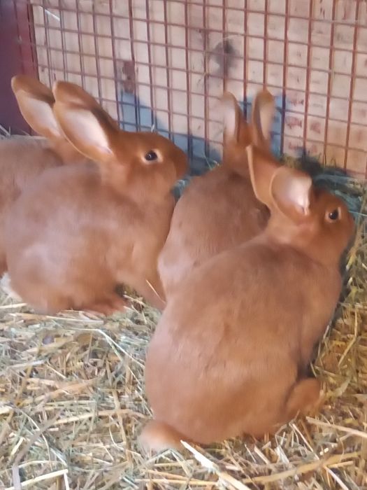 Króliki nowozelandzkie nc Ur 10maja 2025r