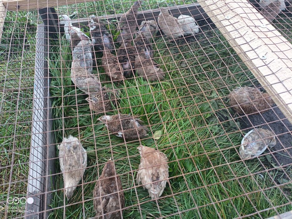 Перепілка Селадон