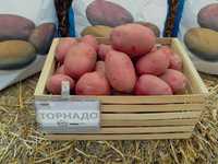 Насіннєва картопля Торнадо (Голландія), ранній в сітці по 5 кг