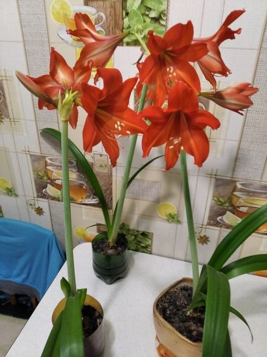 Гиппеаструм комнатный