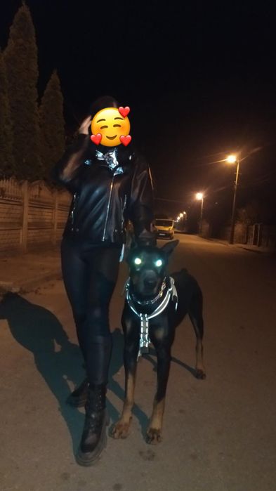 2-А кобеля добермана на вязку.Гром 5 лет.Бумер 1 г 4 месяца.Собаки с д