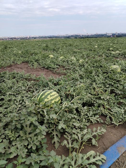 Продам кавун  Талісман гурт. 
Органический без химии, все выраще