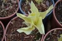 funkia, hosta "white feather"