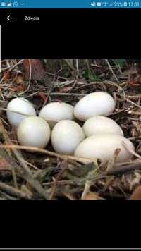 Kacze jajka ekologiczne