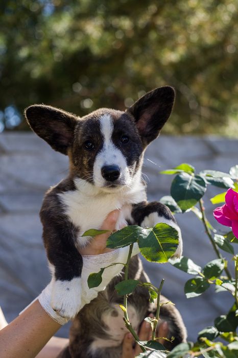 Welsh Corgi suczka