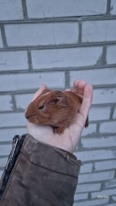 Морські свинки. Кому морську свинку?