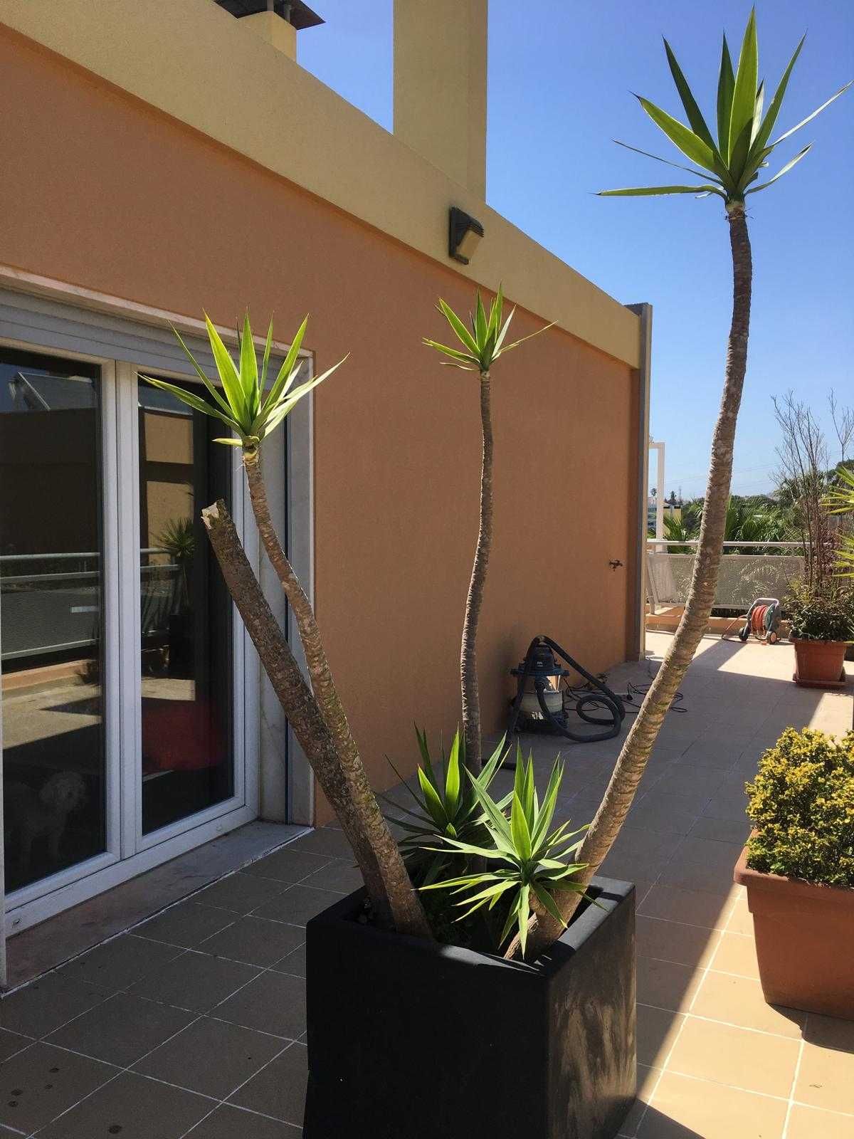 Yucca 2 metros em vaso grande