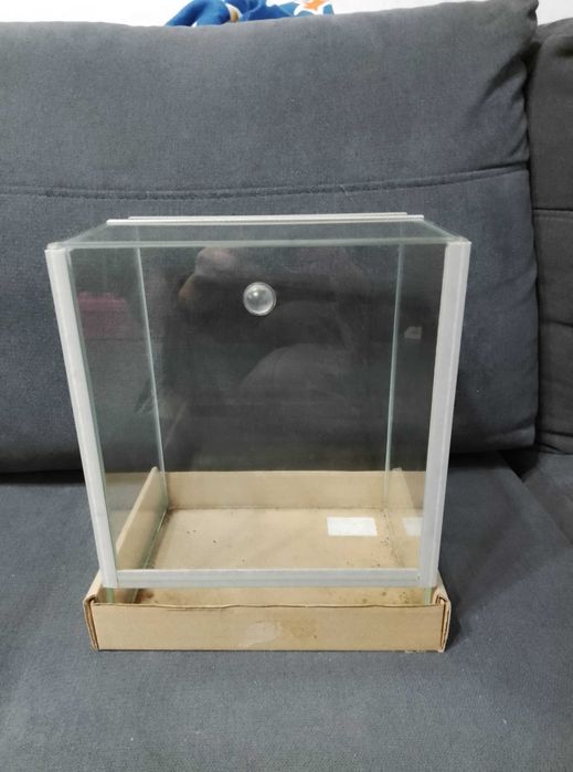 Małe terrarium patyczak/pająk