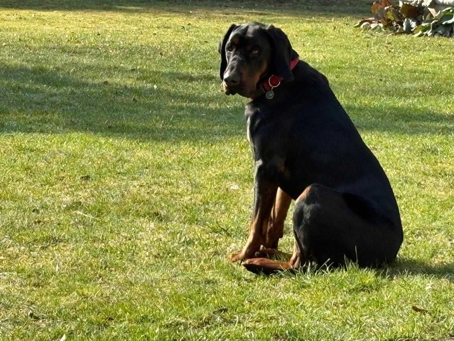 ODDAM  gończy polski rodowodowy 2 lata