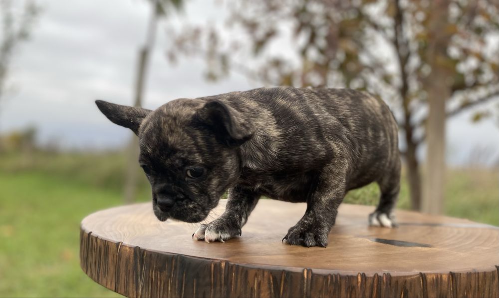 Французькі дівчатка