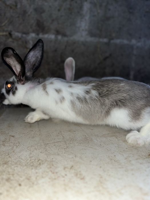 Coelhos Caseiros – 2 Meses | Filhos de Excelentes Reprodutores