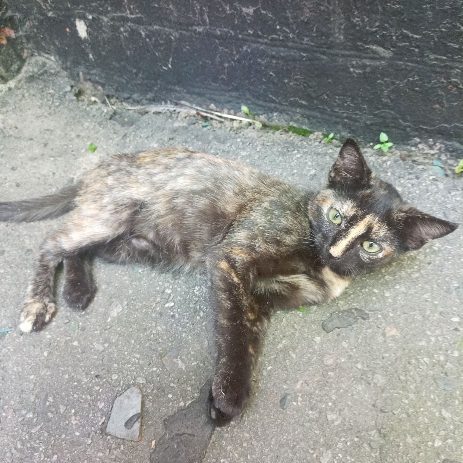 котики,кошенята 4 місяці